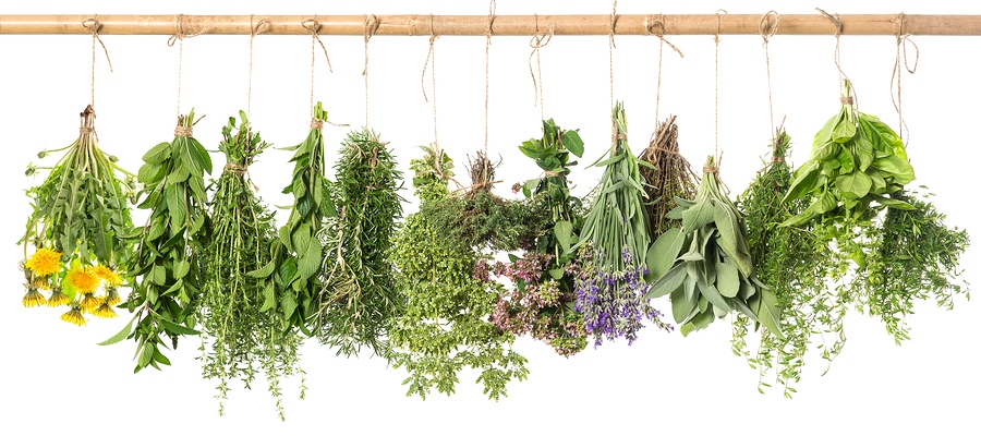 Fresh Herbs Hanging Isolated On White. Basil, Rosemary, Thyme, Mint