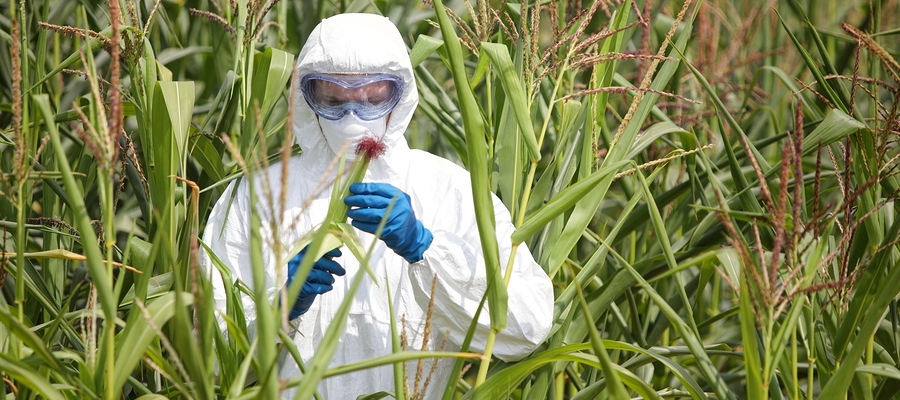 GMO,professional in uniform goggles,mask and gloves examining corn cob on field