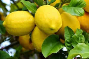 The Fat Burning Powers of Lemons